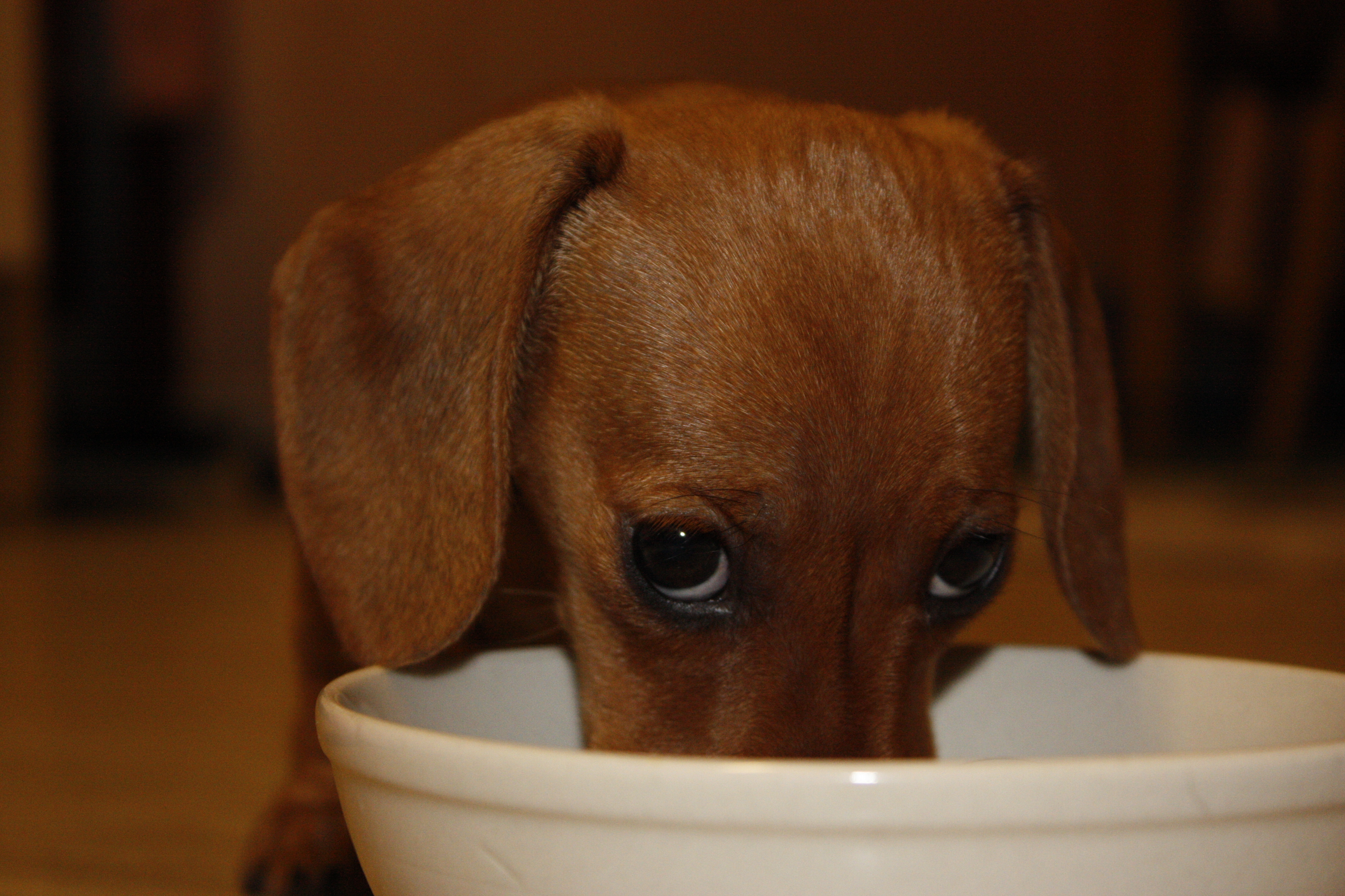 Dachshund Puppy Will Only Drink Water if ‘Big Guy’ Does First