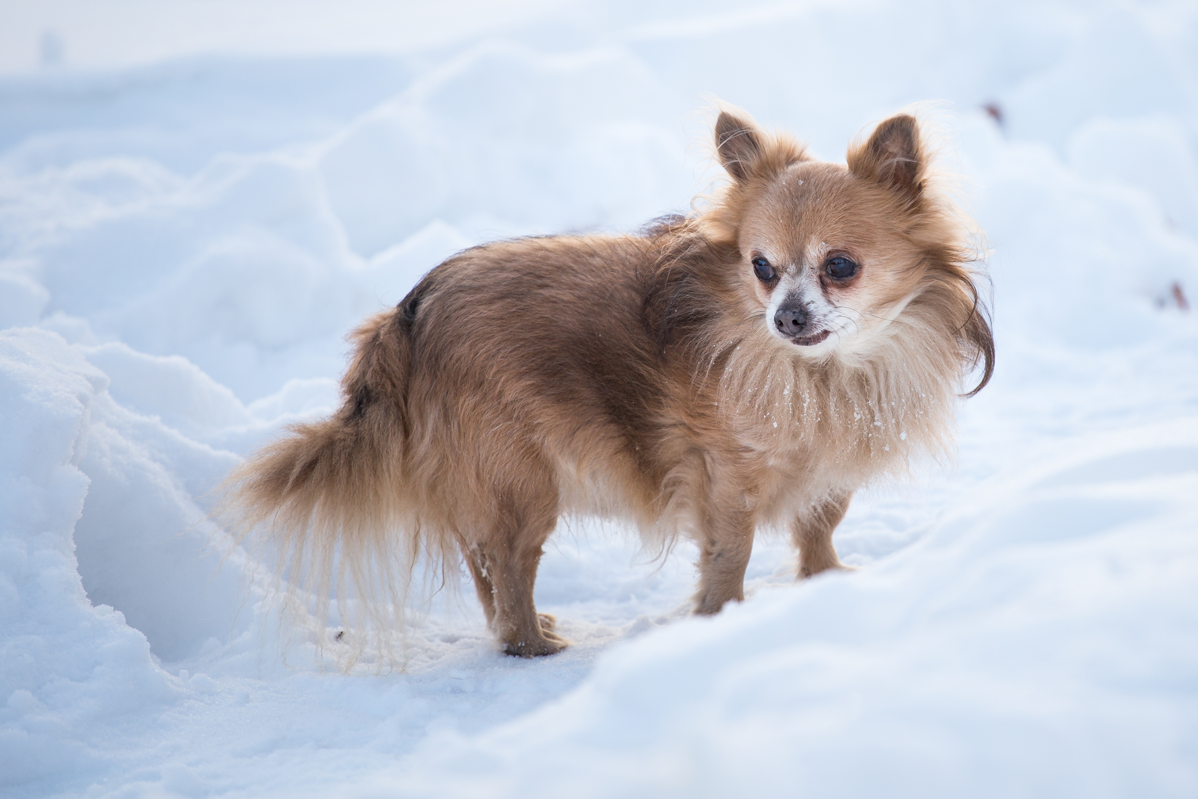 Heartbreaking Reason Senior Chihuahua Refuses To Fear Snowstorm