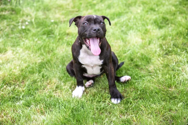 Staffordshire bull terrier puppy in the grass