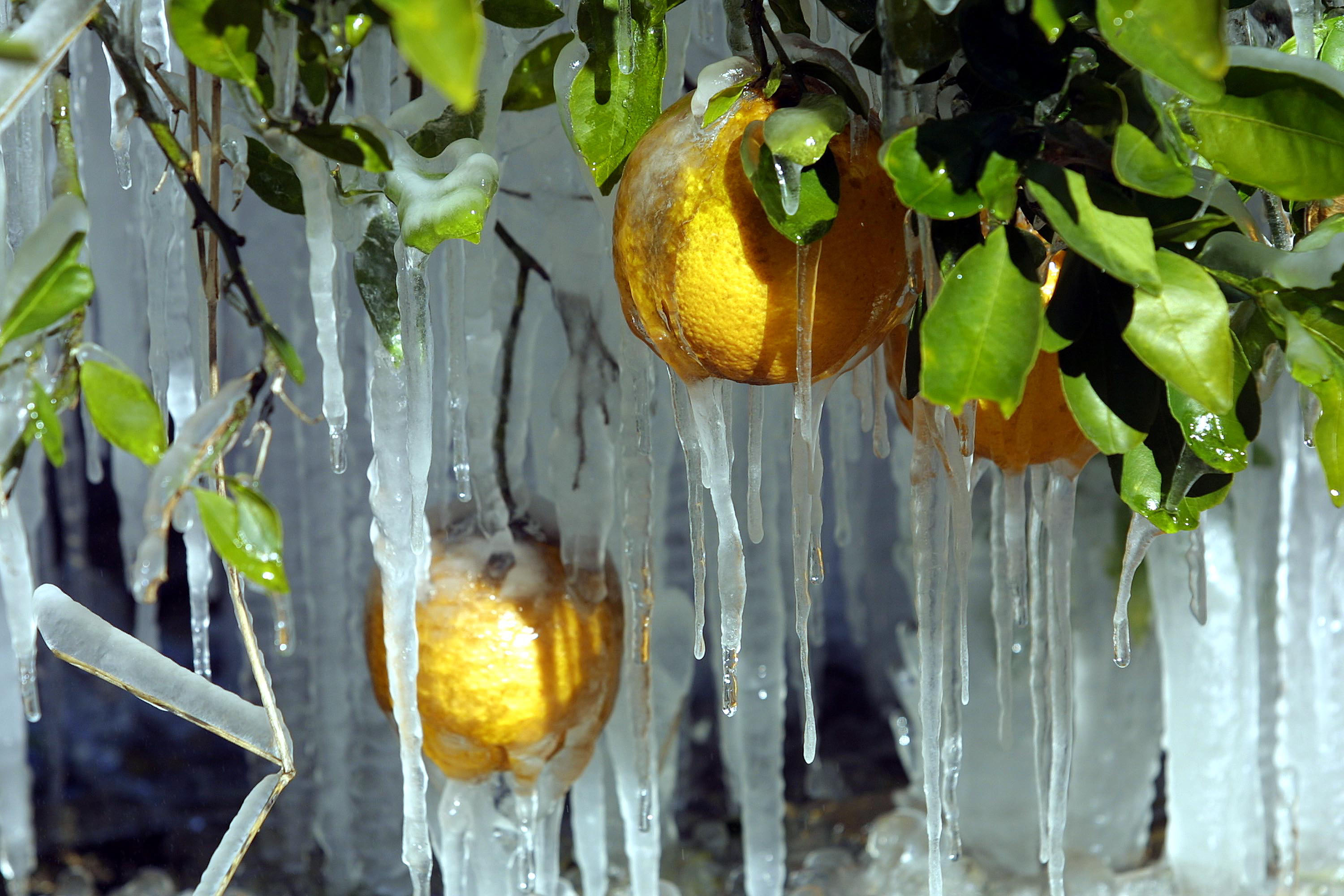 Map Shows Where Florida Will Freeze as Bomb Cyclone Strikes