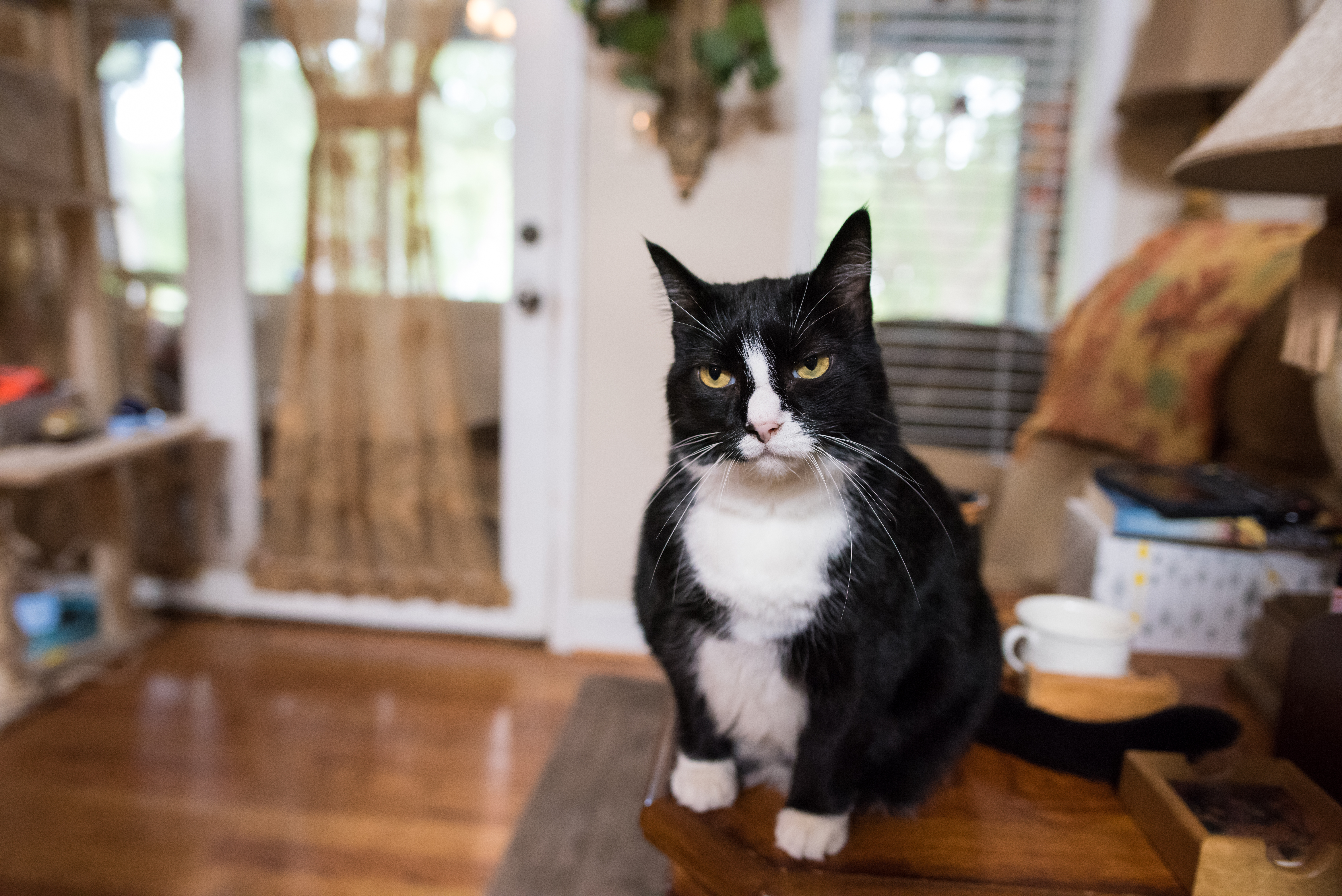 Cat Notices Owner’s New Year’s Resolutions on Board, Response Goes Viral