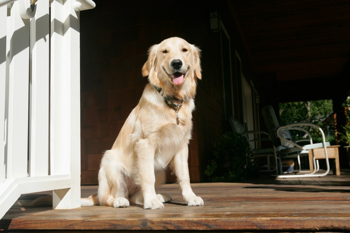 Late-Night Shenanigans: Dog's Hilarious Backyard Adventure