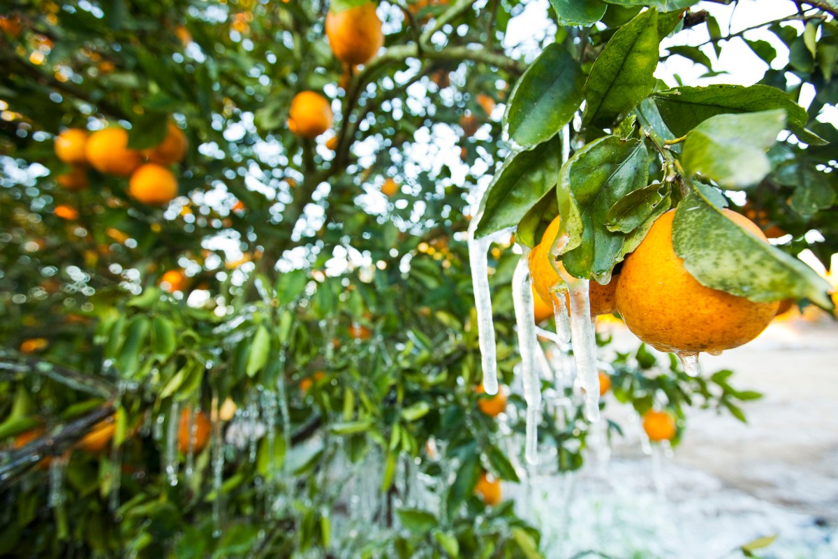 Florida Faces Icy Grip as Winter Storm Approaches