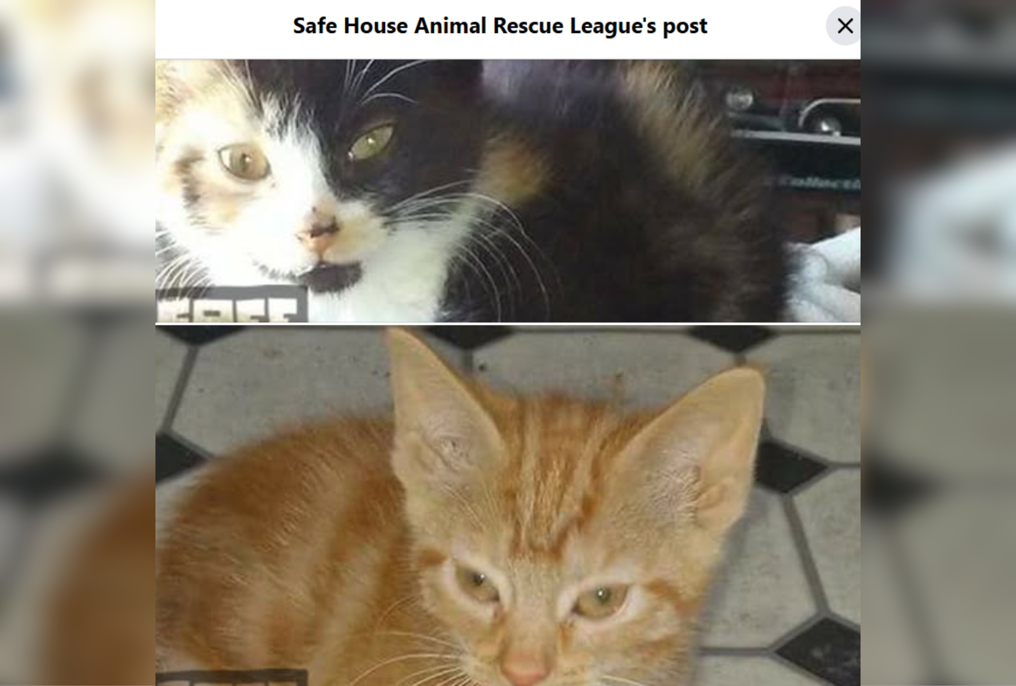Cats Adopted Together 9 Years Ago Returned—Tears at What They Do