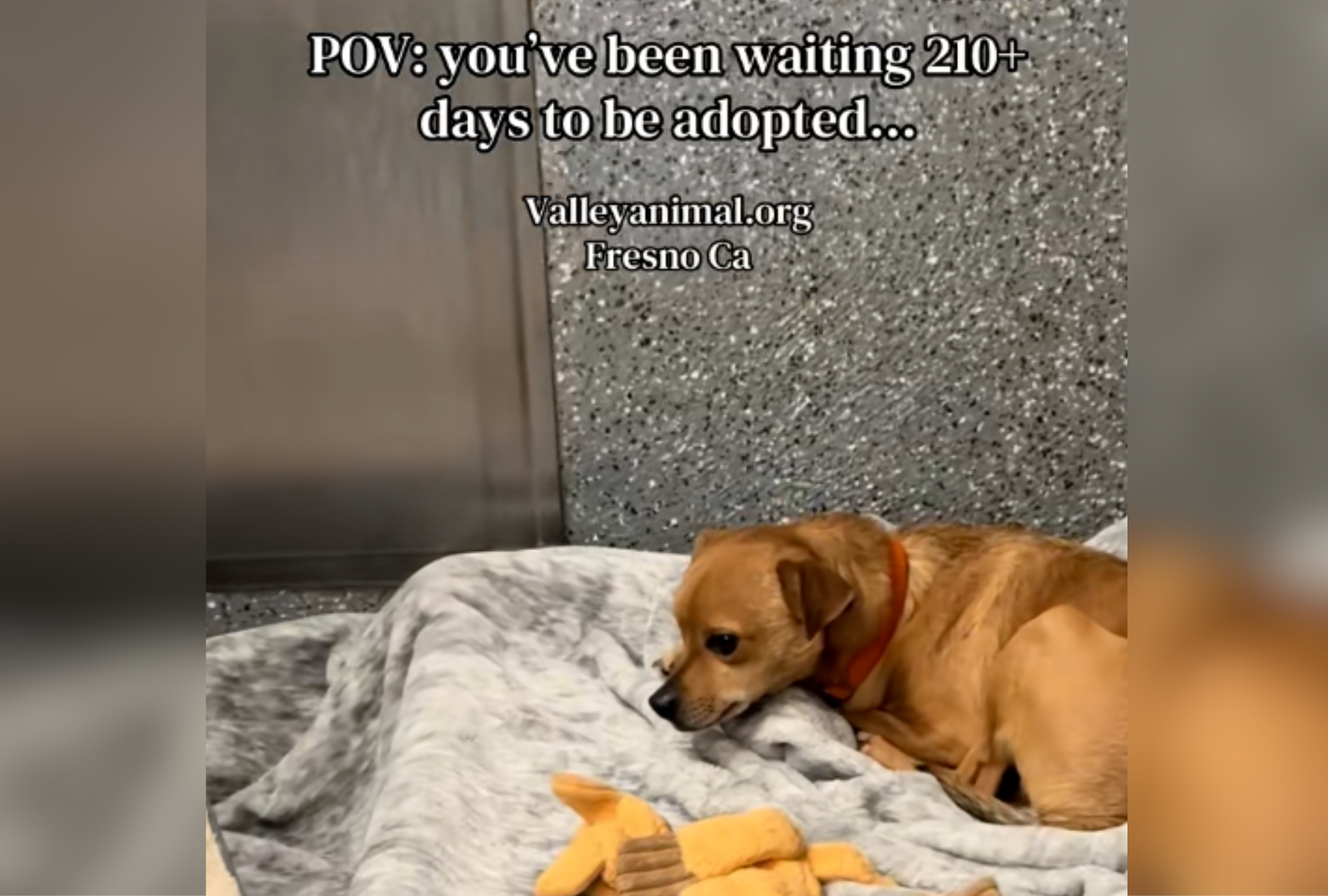 Tears As Chihuahua in Shelter for 210 Days Watches Siblings 'All Chosen'
