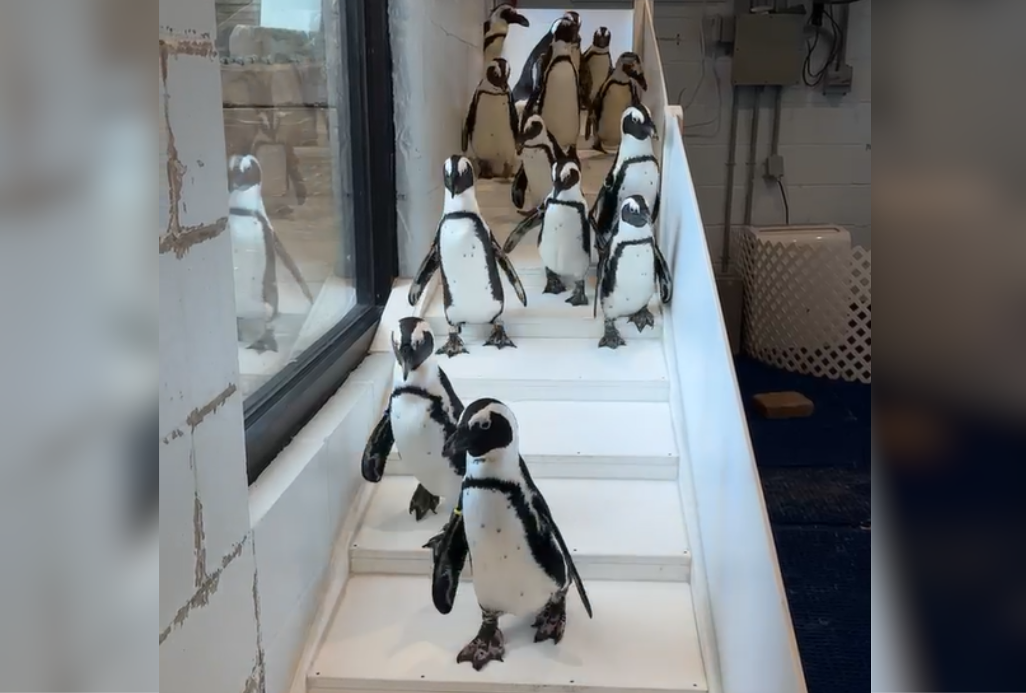 20 New York Penguins Forced To Move Inside As It Gets Too Cold for Them