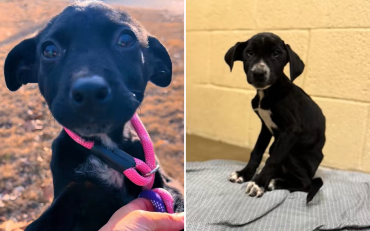 Puppy Dumped in Woods With Dying Siblings Is Adopted—but Heartbreak Awaits