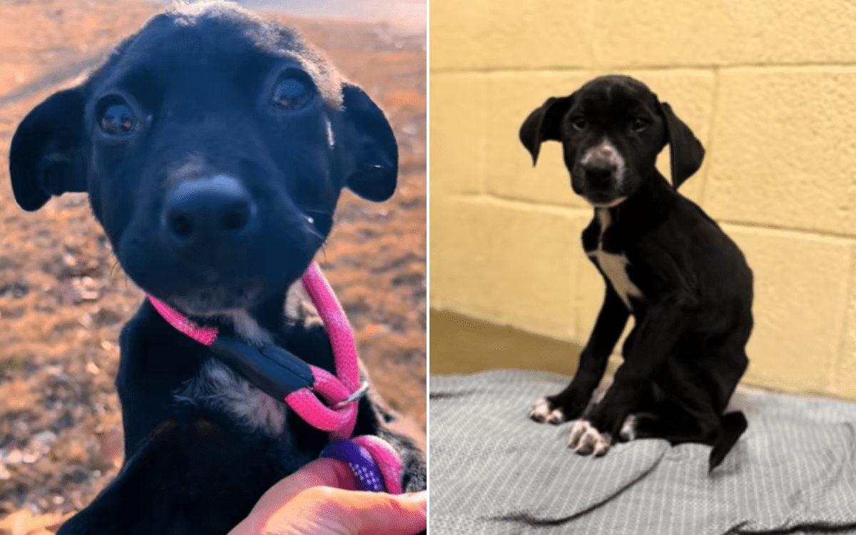 Puppy Dumped in Woods With Dying Siblings Is Adopted—but Heartbreak Awaits Puppy Dumped in Woods With Dying Siblings Is Adopted—but Heartbreak Awaits