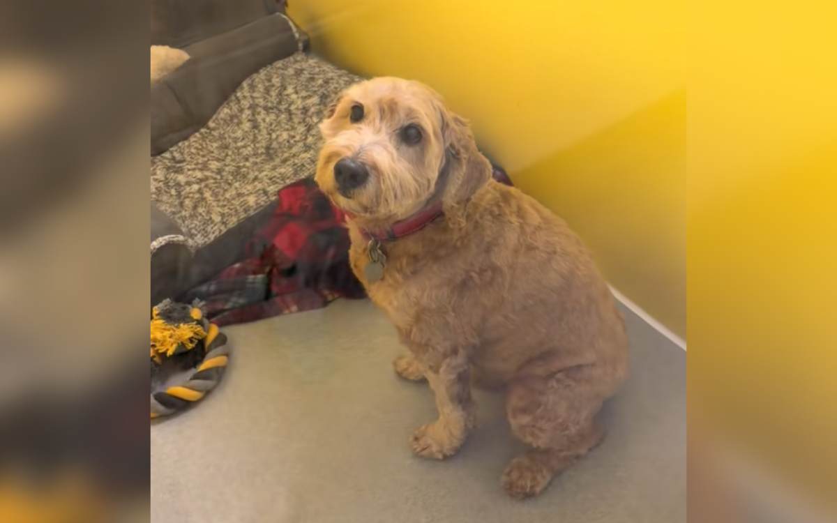 Dog Saved From Puppy Mill Adopted and Returned Twice—Then Someone Saw Him