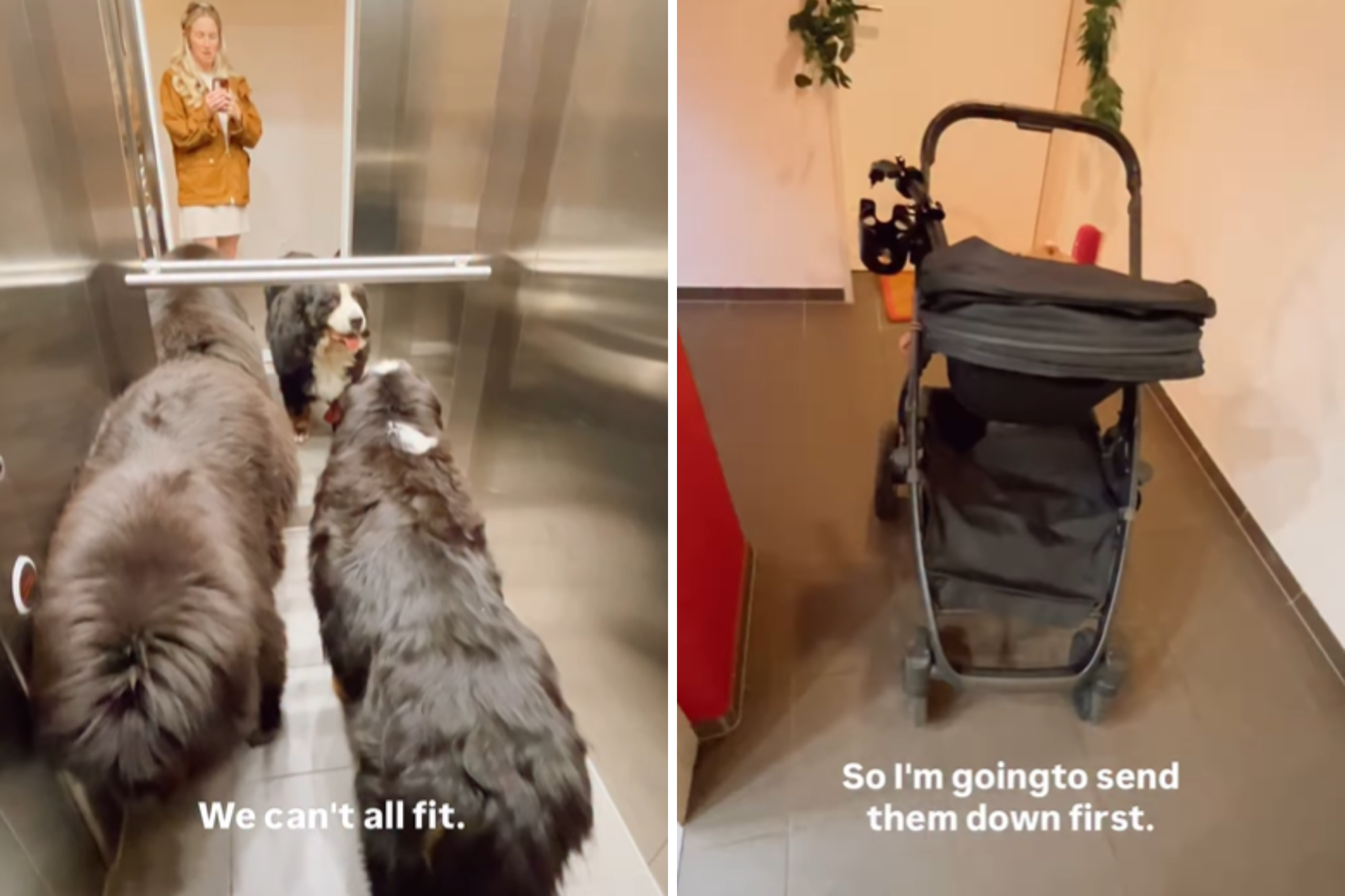 Mom Can't Fit Stroller, 2 Huge Dogs in Elevator—Then Comes an Idea