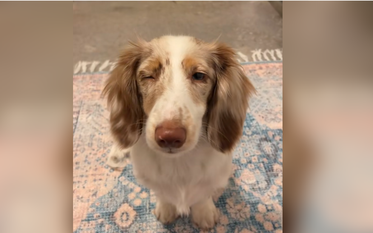 Breeder Wanted To Euthanize Puppy for Being Blind—Then Everything Changed