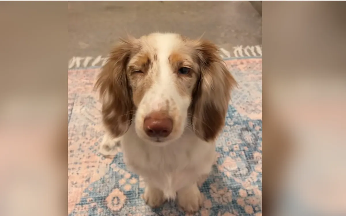 Ollie's Journey: From Euthanasia to a Loving Home