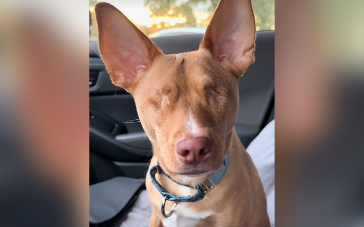 Rescue Dog Had Both Eyes Removed, But She Can Still 'Stare Down' Owner