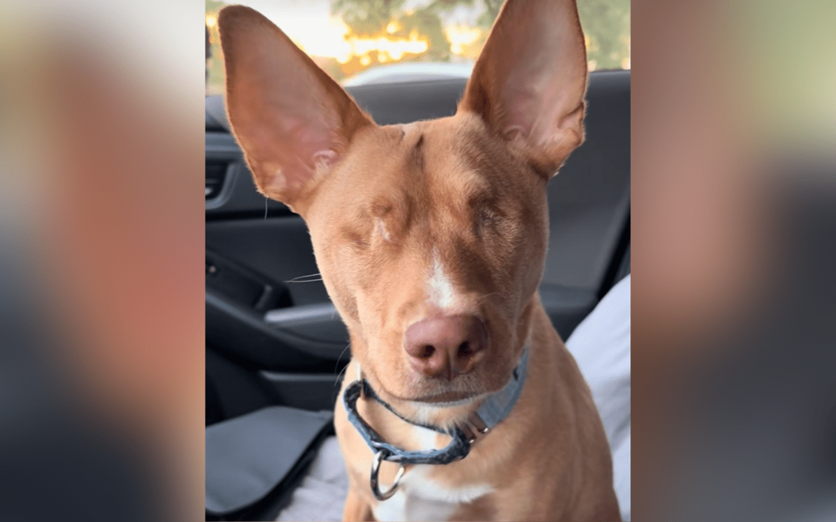 Penelope: The Blind Rescue Dog Who Stares Life Down