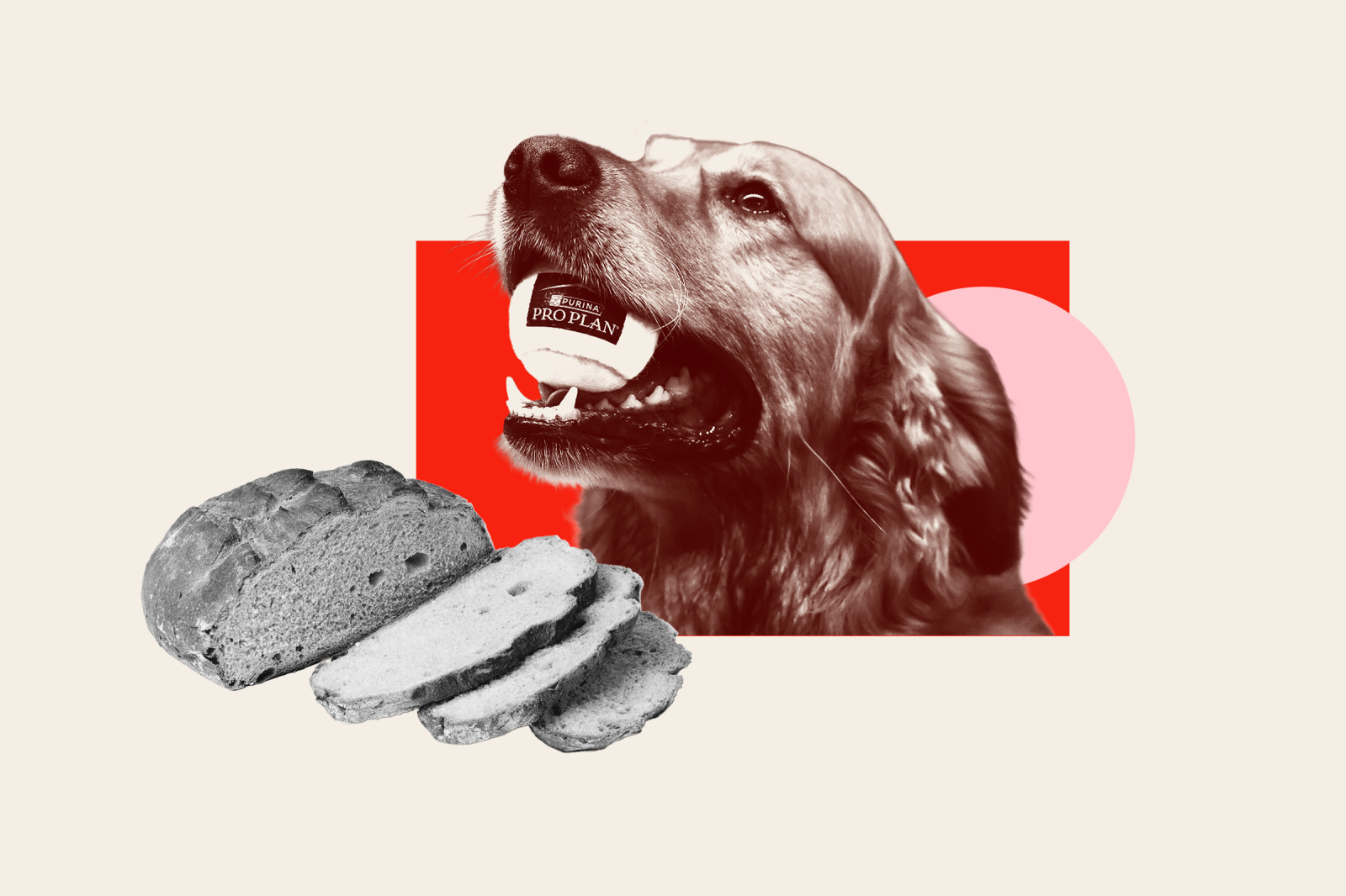 newsweek.com - Lauren Giella - How these top companies climbed Newsweek's Most Trusted Brands ranking