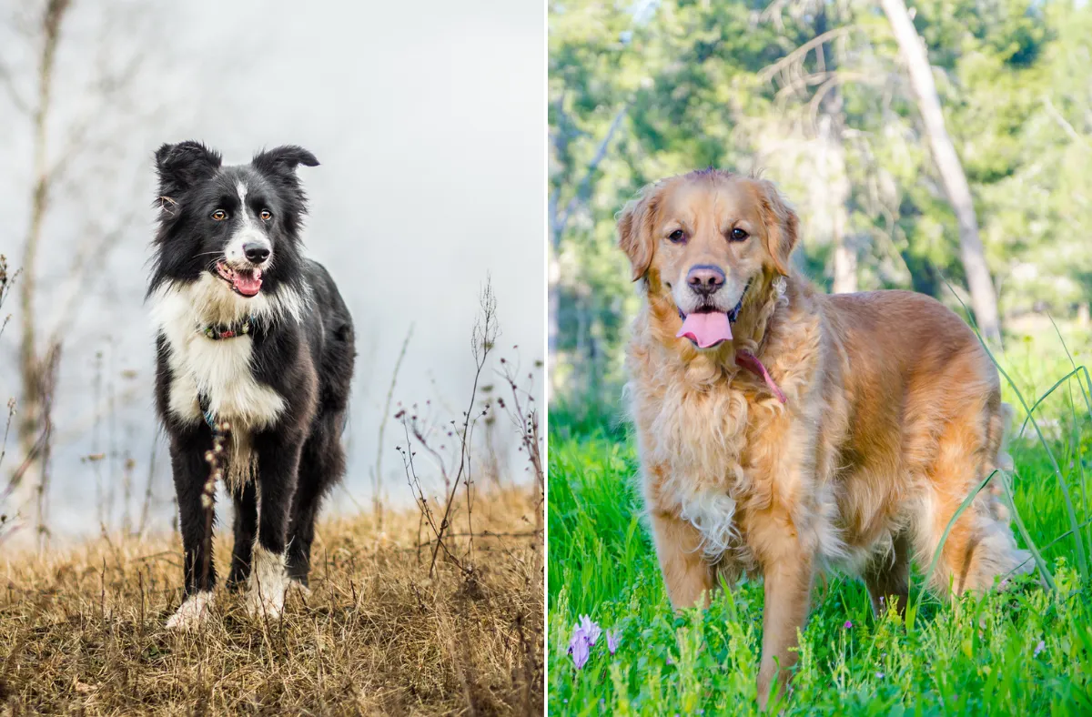 Border Collie and Golden Retriever Have Puppies, No One Prepared for Result