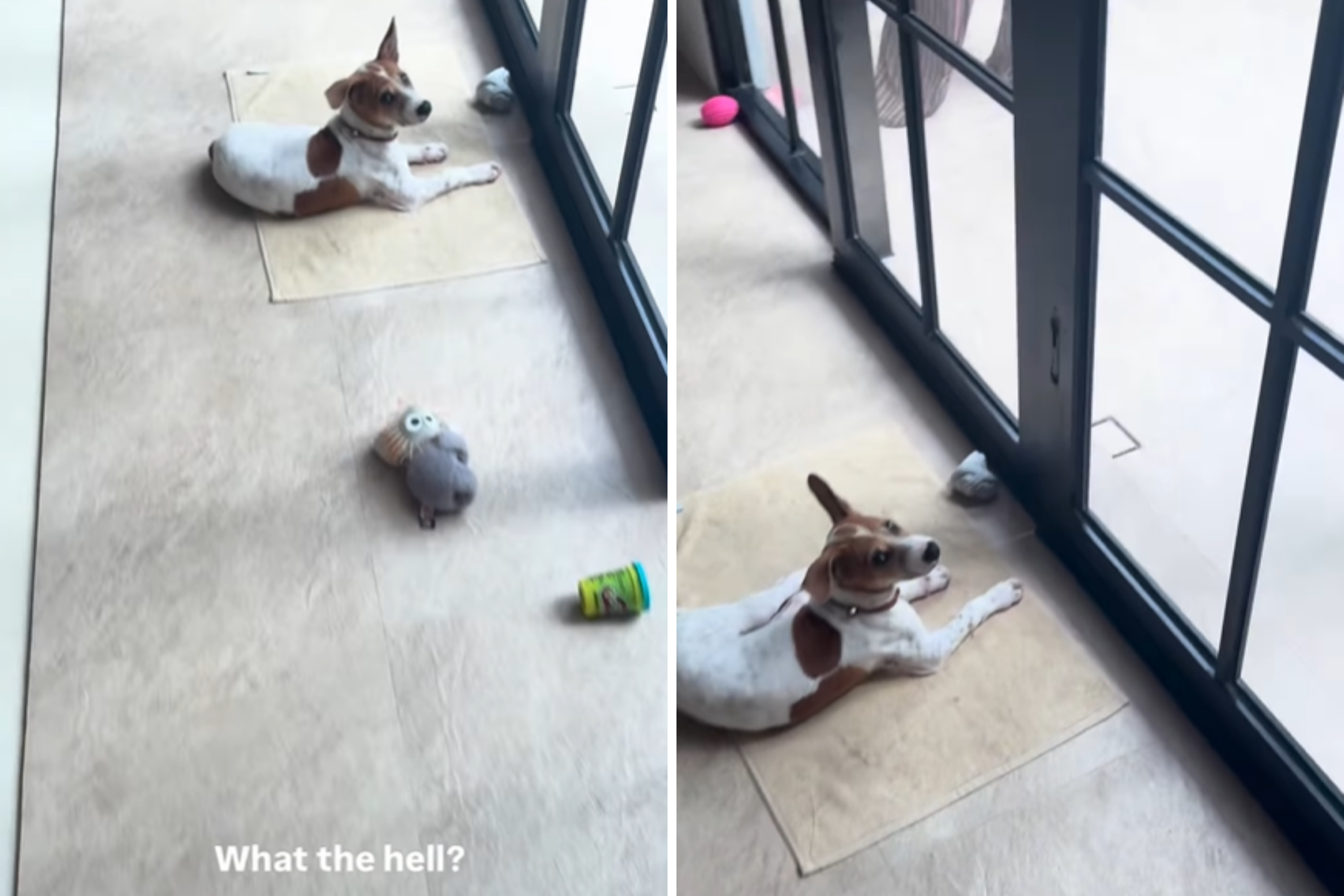 Toddler Shows Mom What He Has Found in Plants: 'What the Hell?'