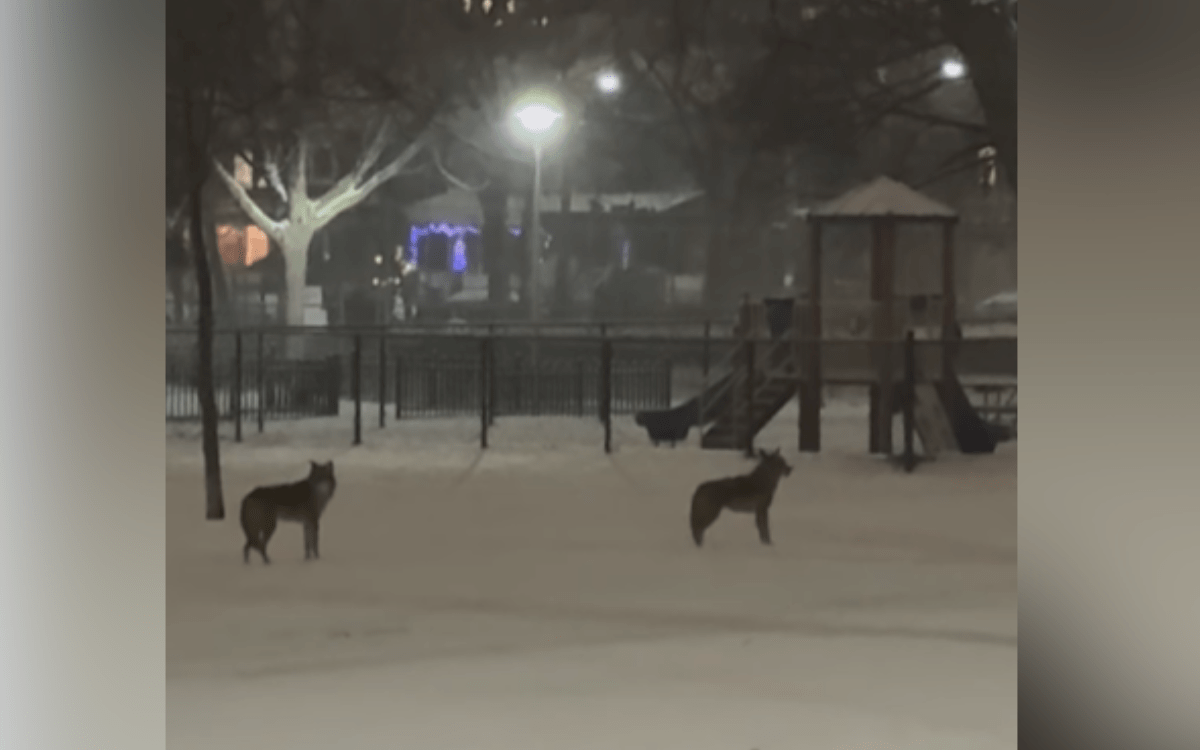 Coyote Symphony: A Woman's Heartfelt Encounter with Nature