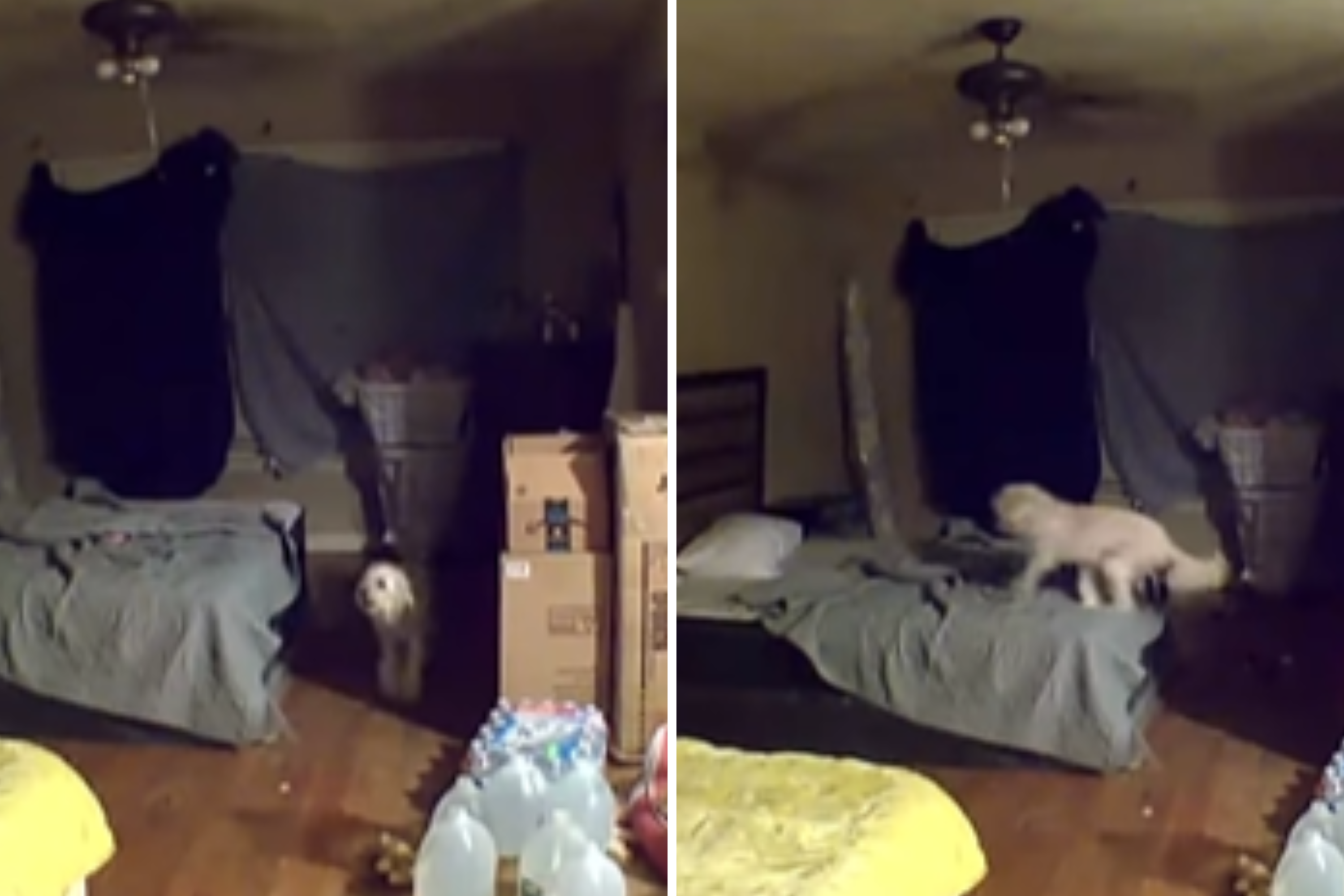 Woman Checks on Dogs While on Work Trip—Decides To Never Leave Them Again