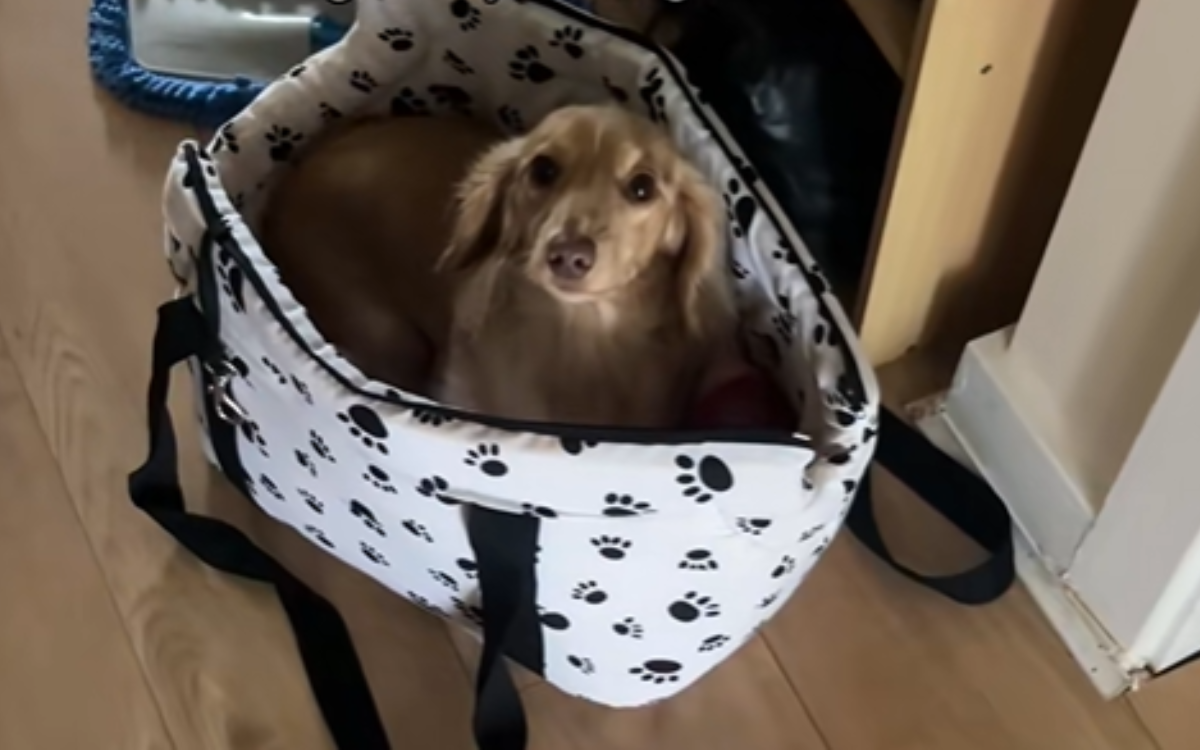 Tears at What Dachshund Does After Realizing Owner Is Leaving Without Her