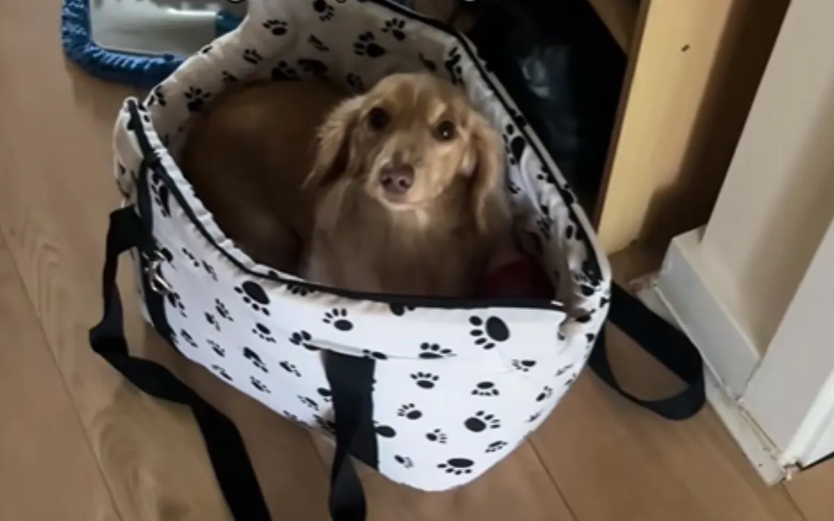 Tears at What Dachshund Does After Realizing Owner Is Leaving Without Her