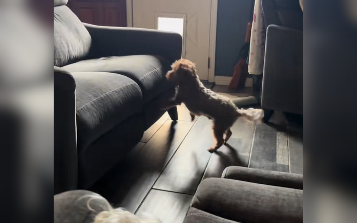 Blind Senior Dog Has Heartwarming Reaction To Finally Getting Up On ...