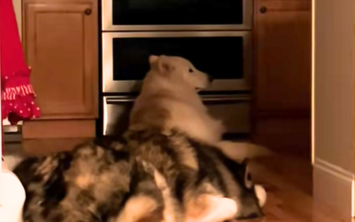 Woman Rescues Dog Who ‘Never Lived Inside’—Not Ready for What He Does Next