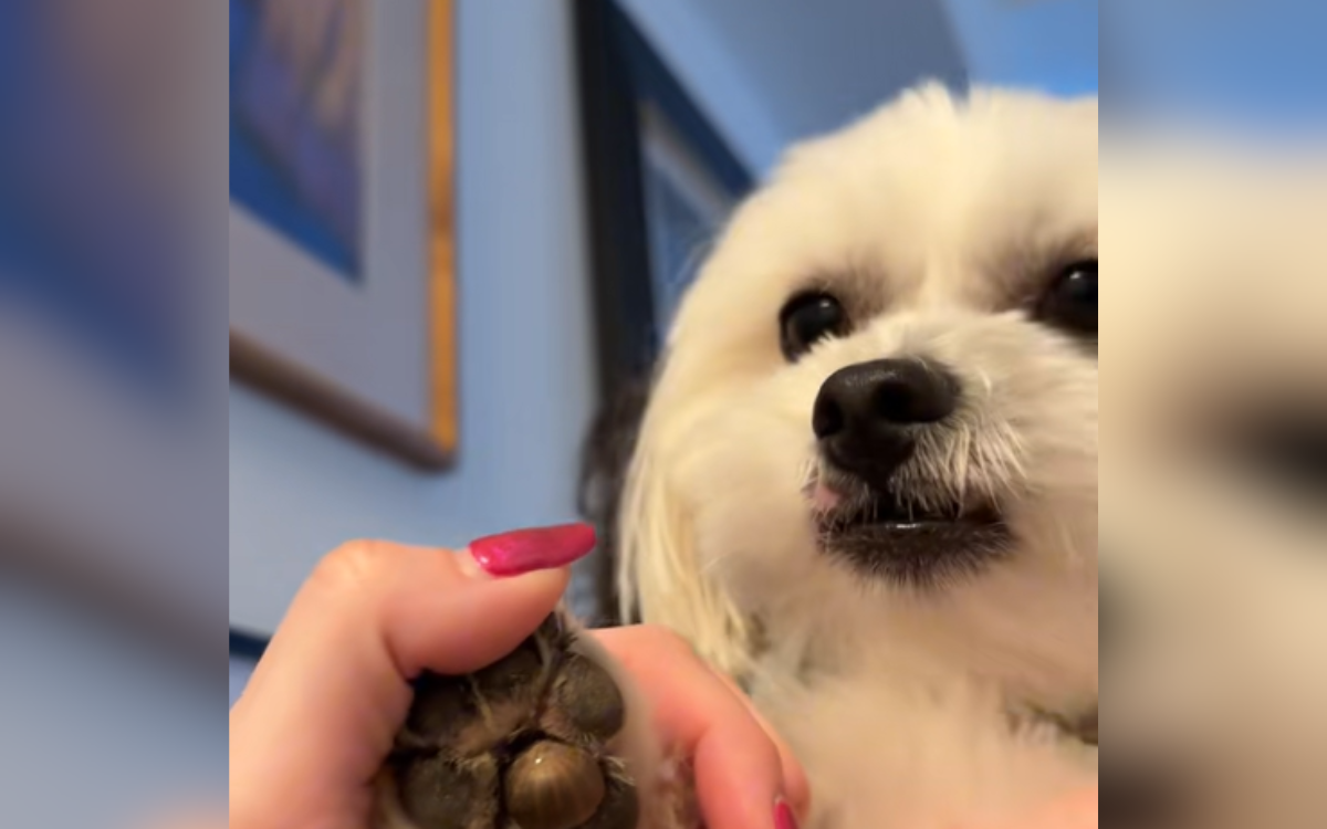 Woman ‘Convinced’ Dog Has Injured Himself on Walk, Then Realizes the Truth