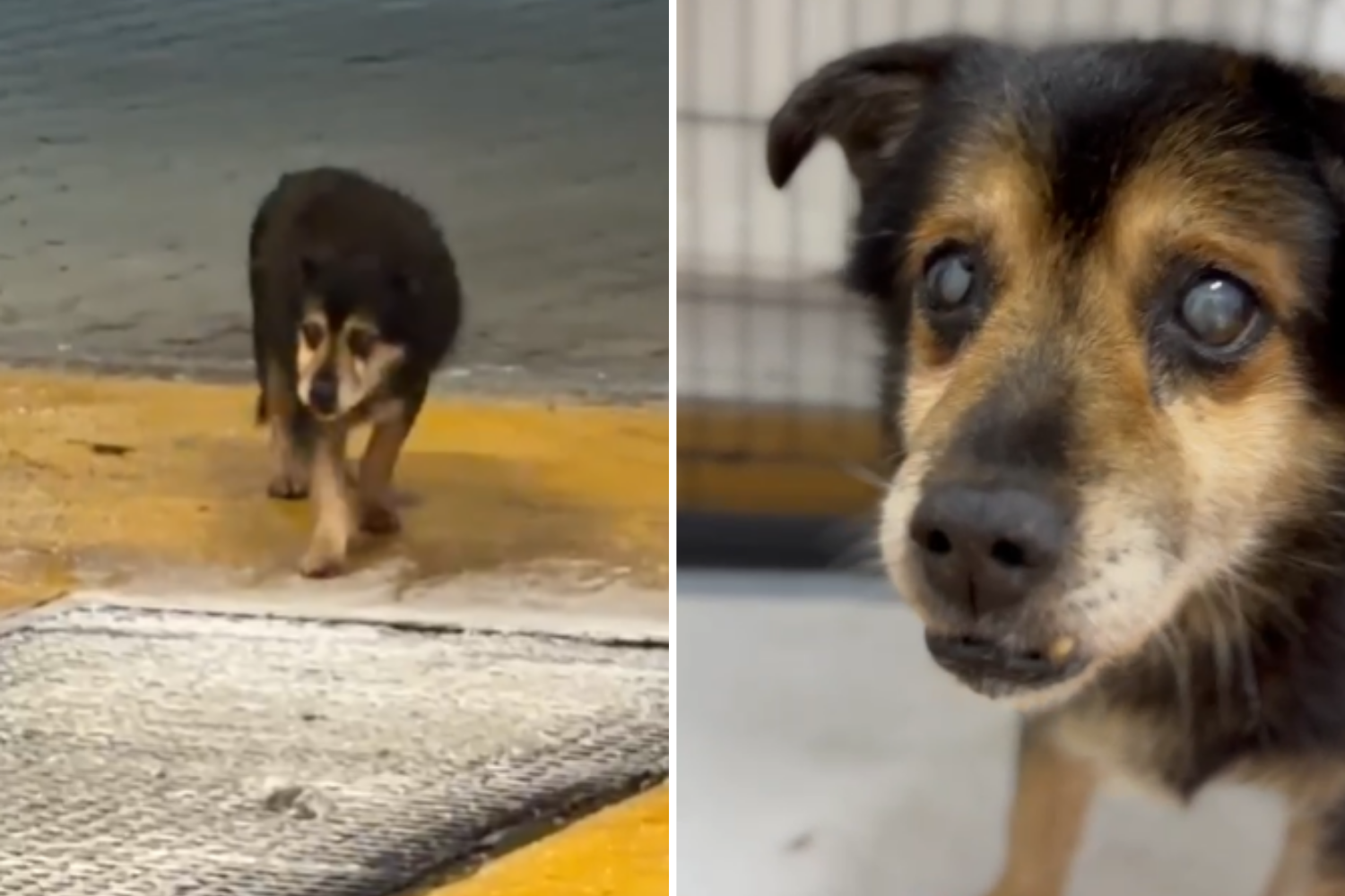 Tears As Almost-Blind Senior Dog Searches for Family Who ...