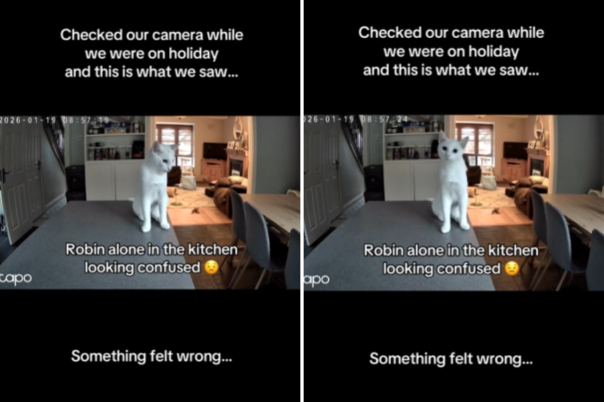 Proprietário detecta gato agindo de forma estranha na Petcam – motivos que quase encurtaram as férias Proprietário detecta gato agindo de forma estranha na Petcam – motivos que quase encurtaram as férias