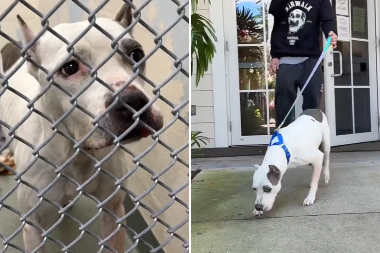 Stray Dog Found in Florida—Microchip Finally Solves Years-Long Mystery