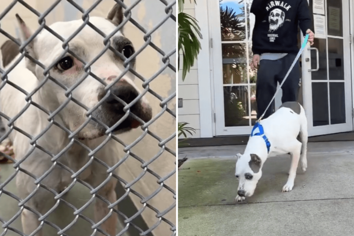 A Heartwarming Reunion: Mamay's Journey Home Thanks to Microchip
