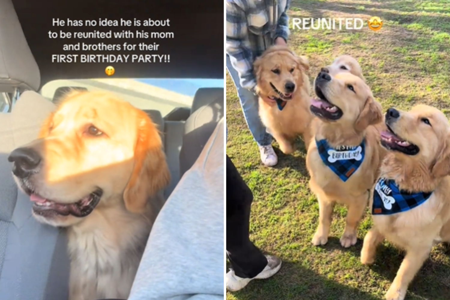 Hearts Melt at Golden’s Reaction Reuniting With Mom on First Birthday