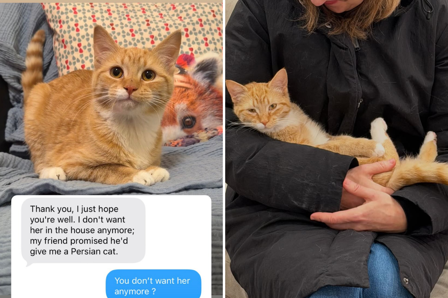 Tears Over Text Owner Sends Explaining Why He Didn’t Want Healthy Kitten