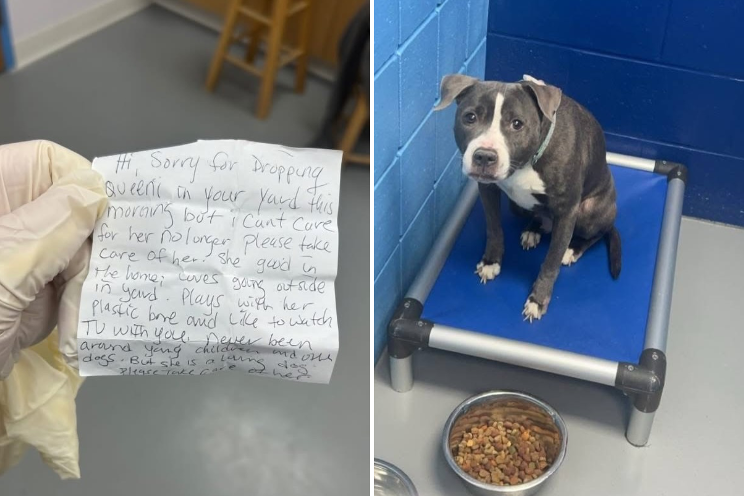 Face of 'Loving' Dog Abandoned With the Saddest Note Breaks Hearts