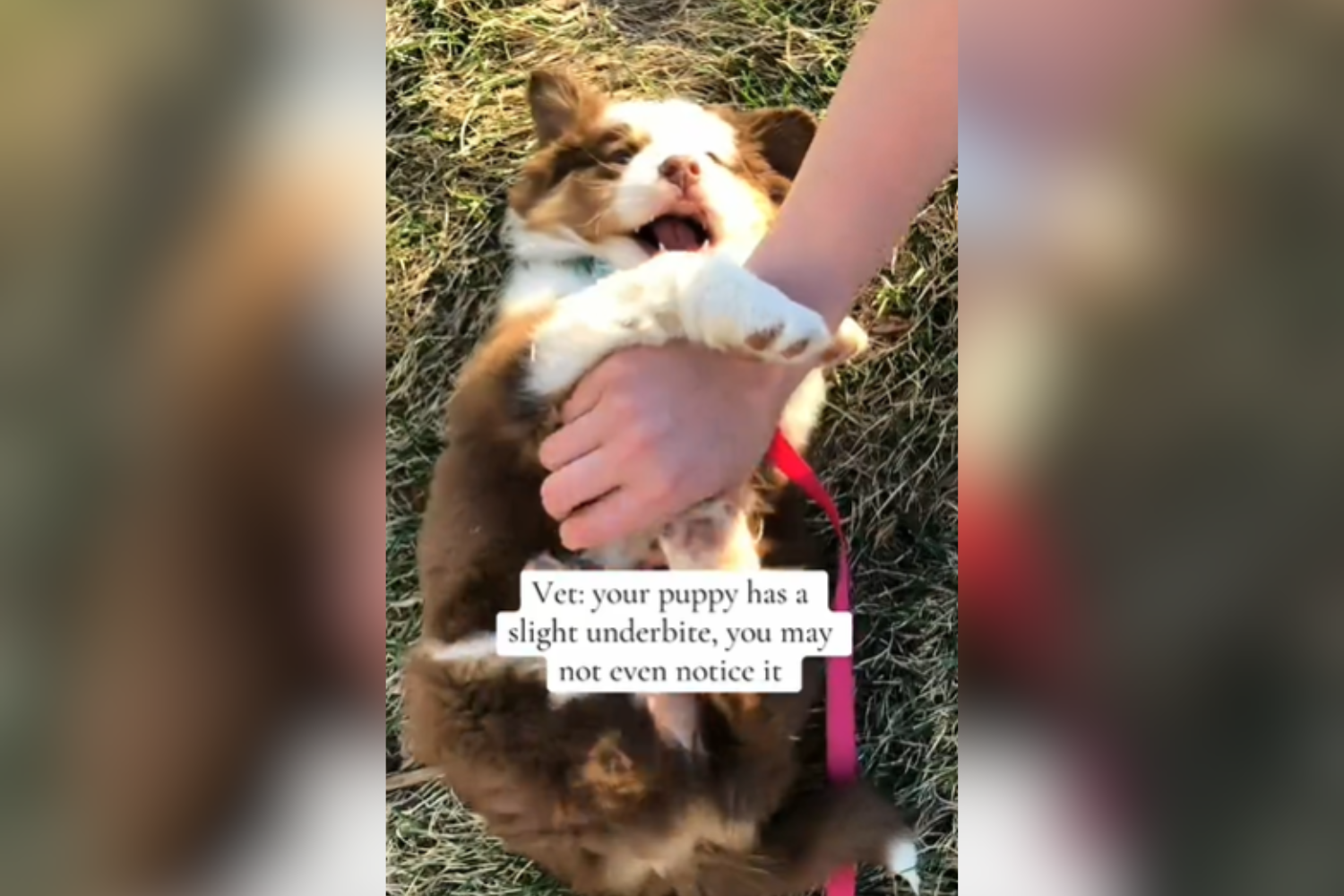 Vet Tells Owner Puppy May Have ‘Slight’ Facial Difference—Then He Grows Up