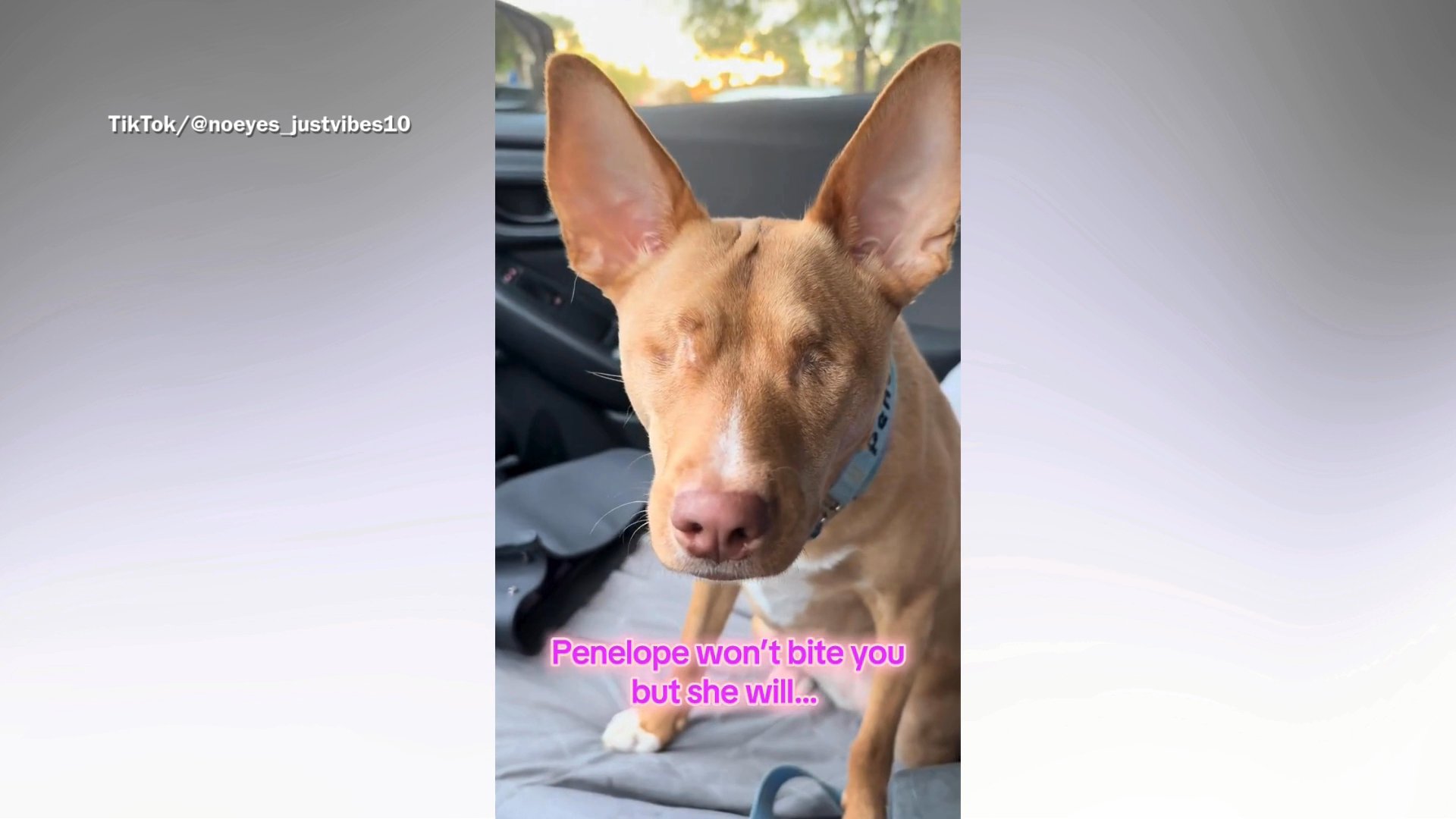 Exact Moment Woman Finds Her 'Soul Dog' in Shelter Leaves Viewers