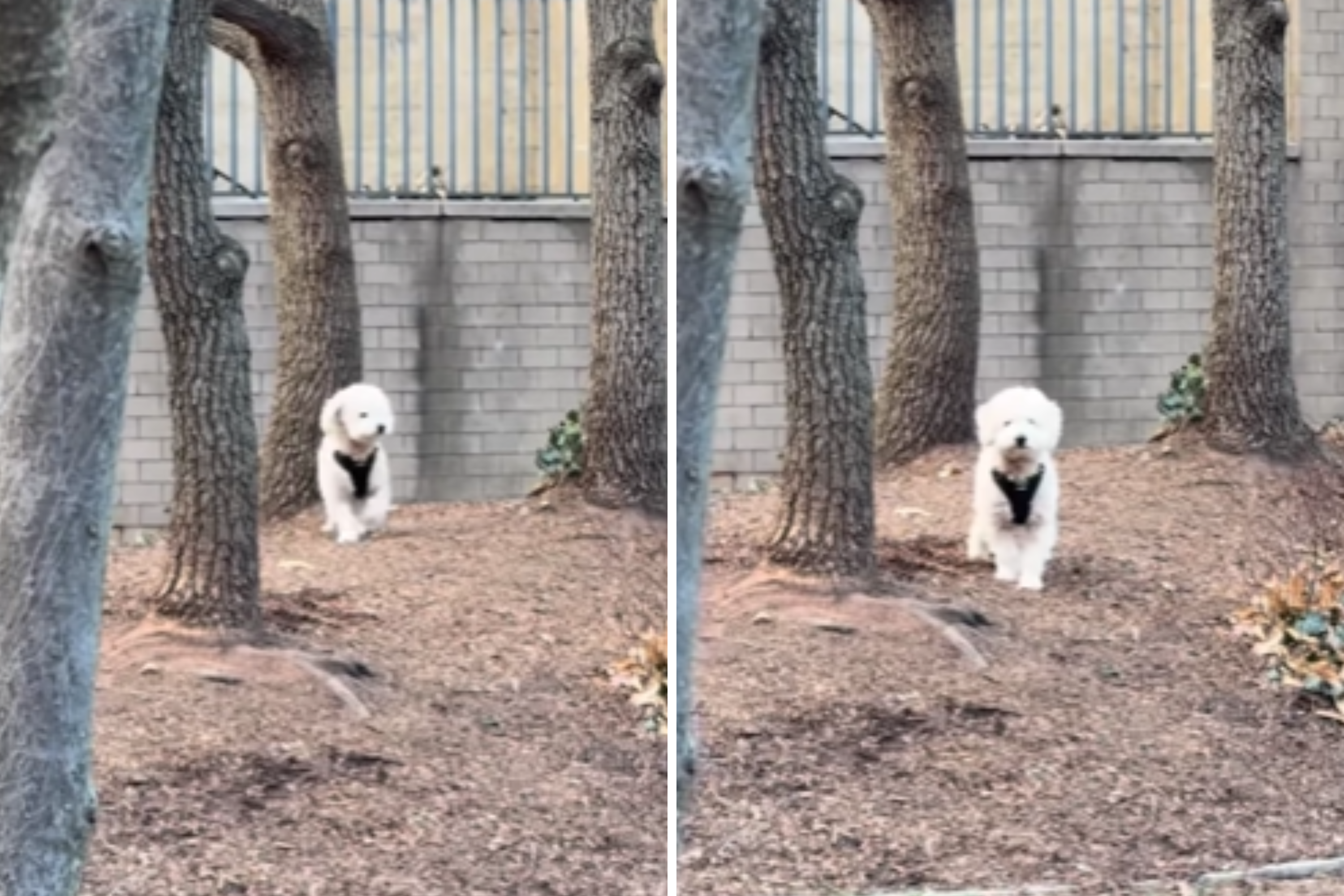 Hearts Break Over What Puppy Does After Losing Sight of Owner in the Park