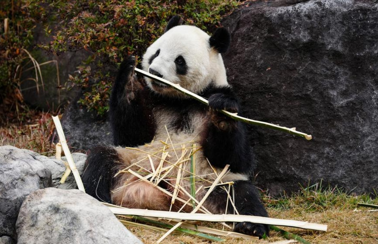 China’s Panda Diplomacy Strikes Japan Amid Souring Ties