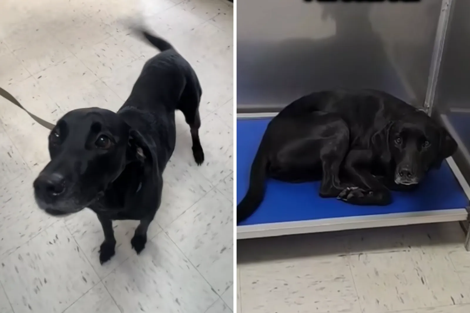 Tears as Rescue Dog Realizes He’s Back at Shelter—but His Story Wasn’t Over