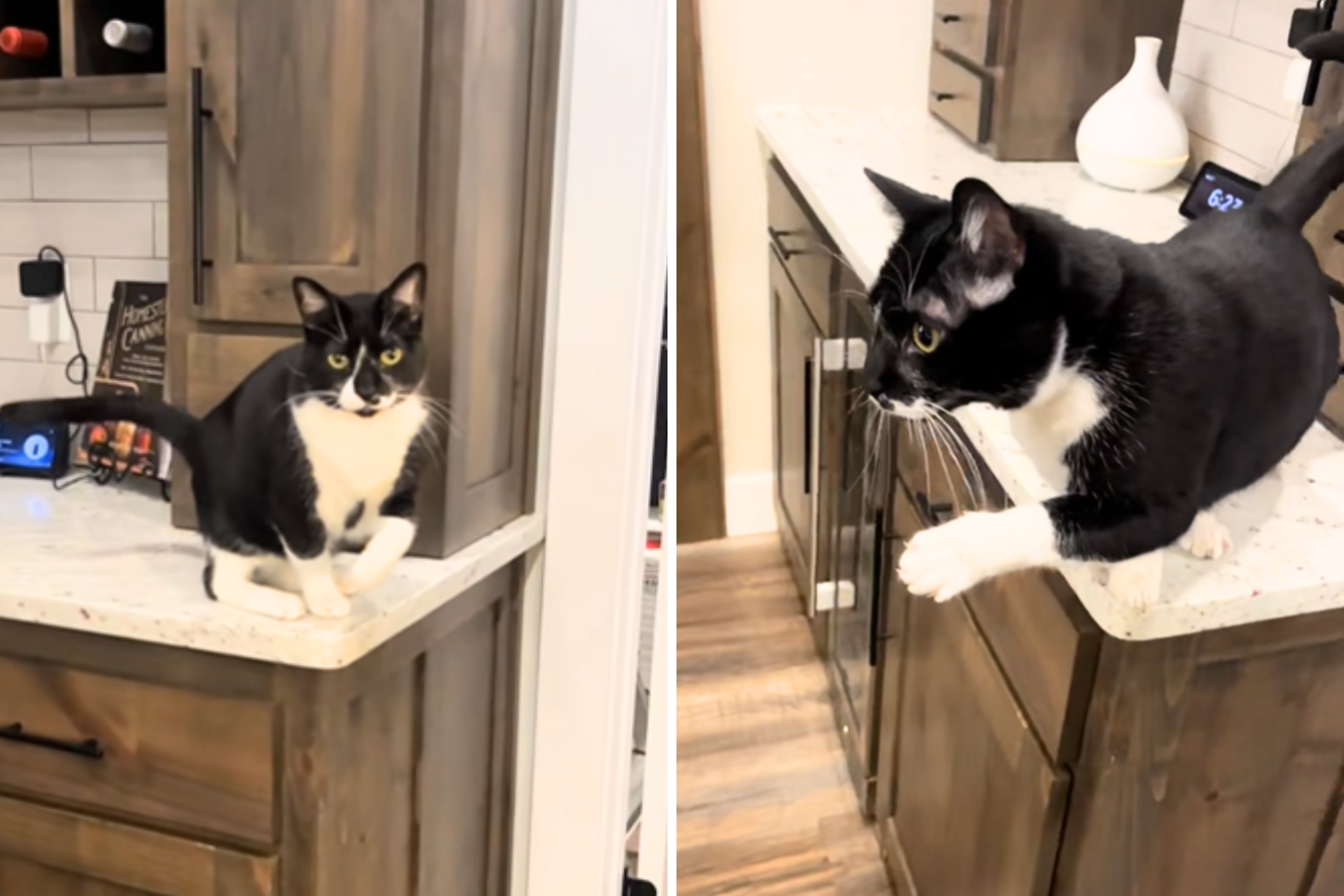 Cat’s Trick To Get Whipped Cream Delights Internet: ‘That Is An Actor’