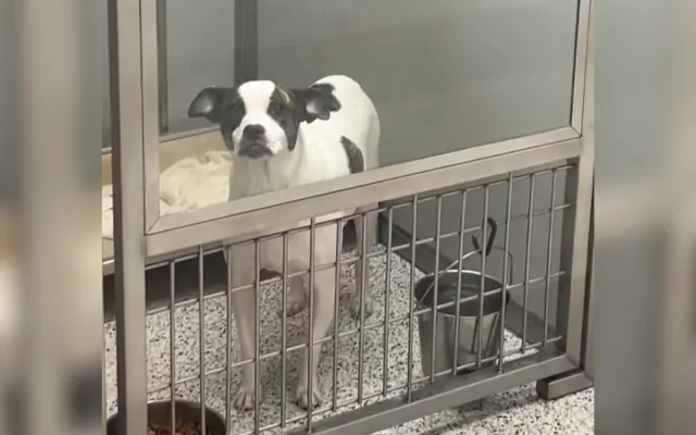 Milkbun the dog is back at the shelter.