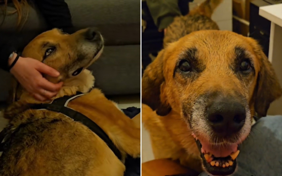 Moment Dog Who Spent Two Years in Shelter Realizes He's Never Going Back