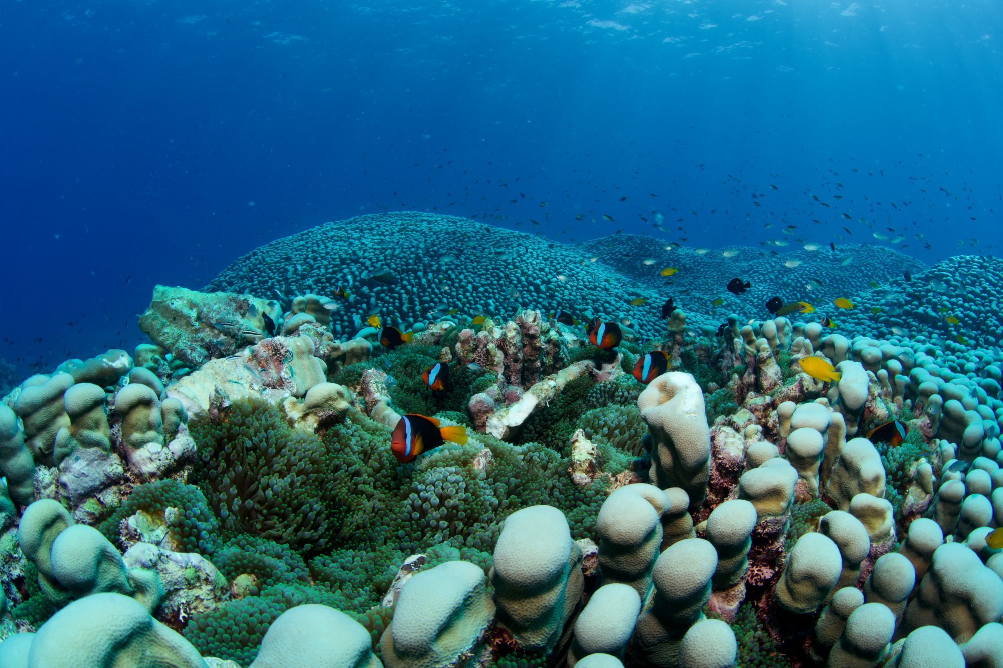World’s Largest Coral Colony Found—It’s the Size of a Football Field