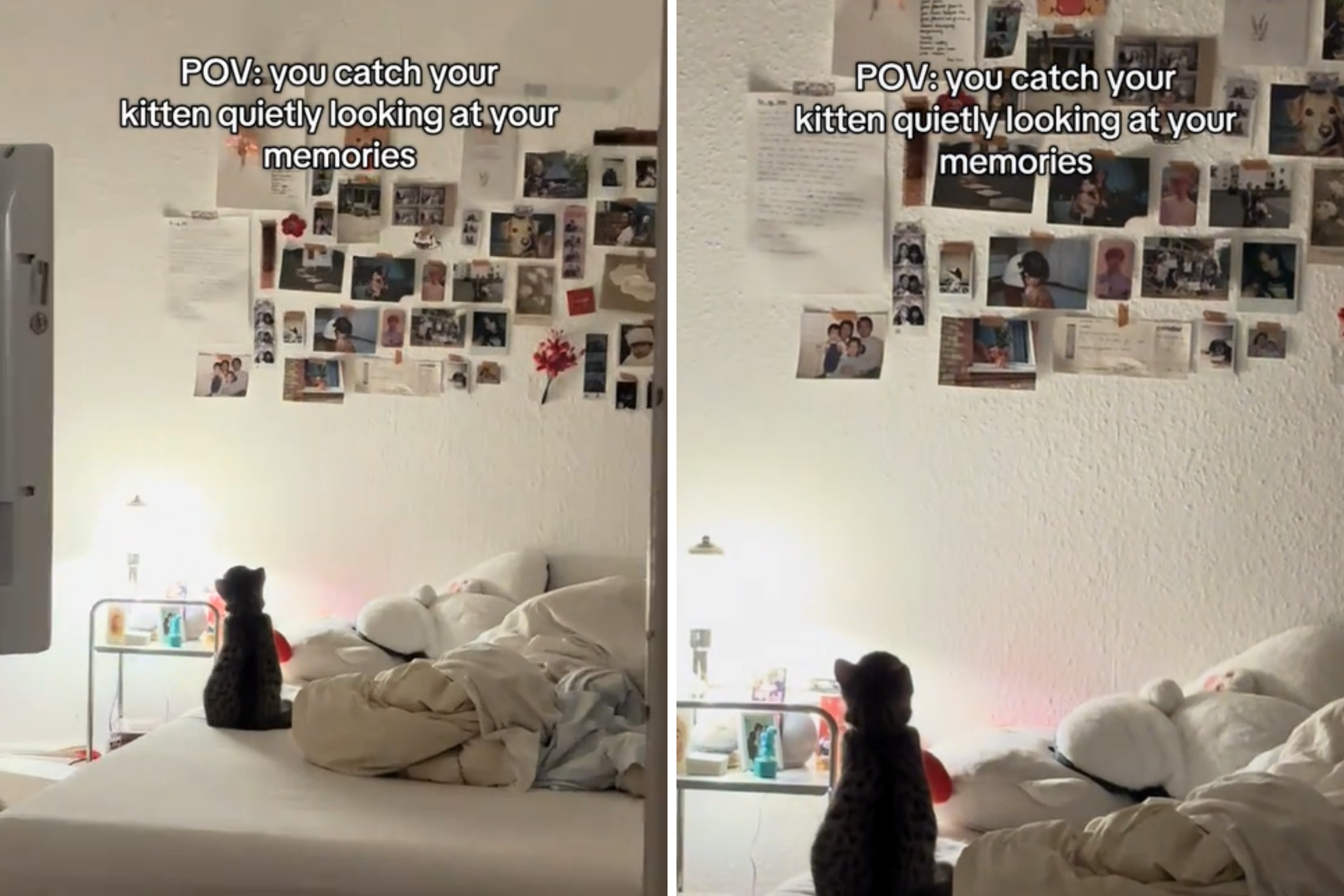 Hearts Melt at What Owner Catches New Kitten Staring At: ‘Taking It All In'