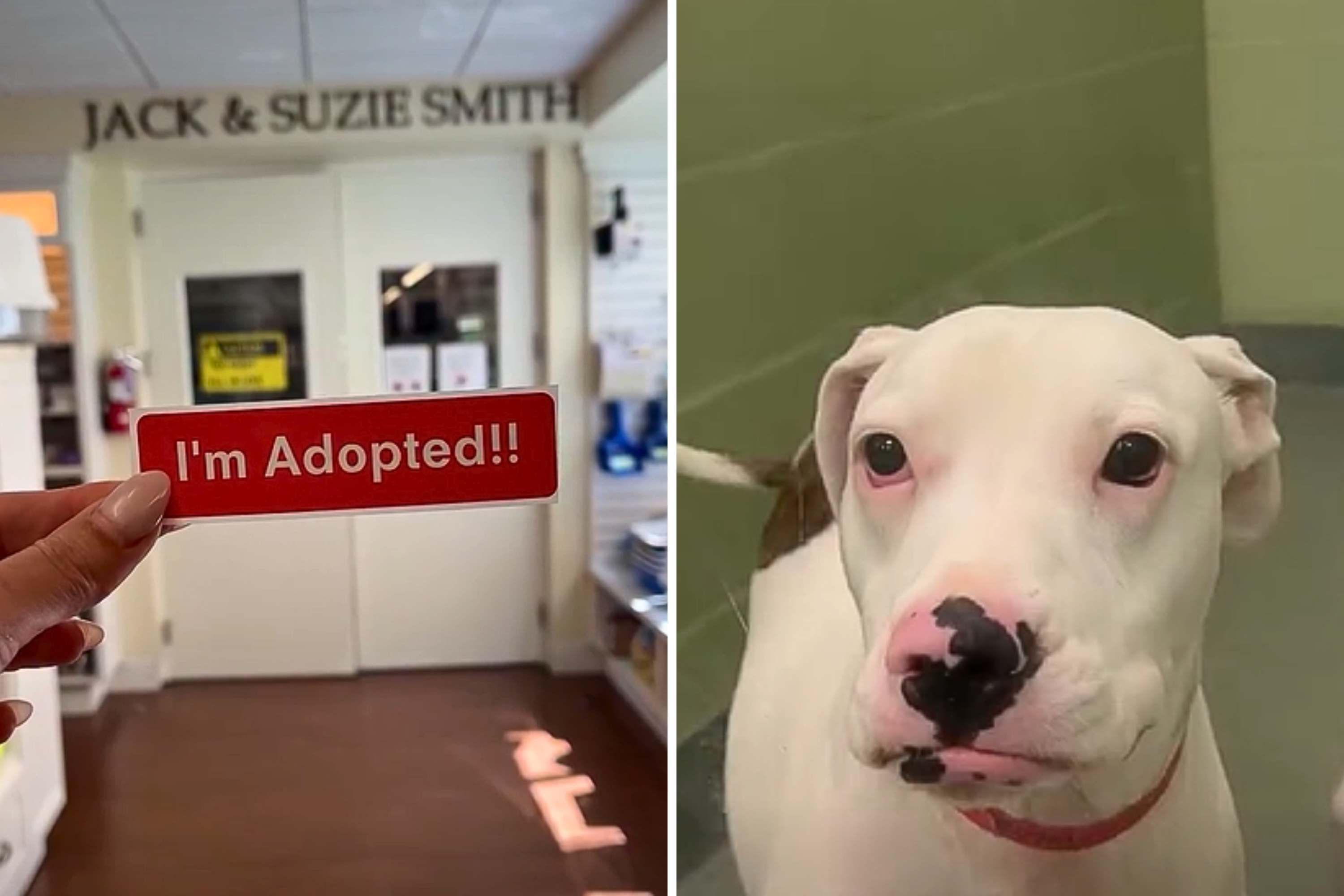Tears as Deaf Dog Realizes She’s Finally Being Adopted From Shelter