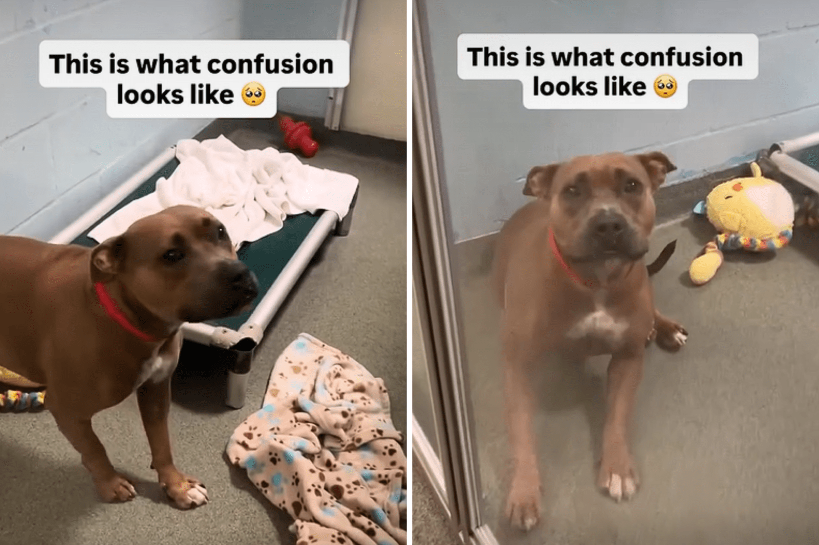 newsweek.com - Melissa Fleur Afshar - Shelter dog waited 400 days to be adopted-now she's back, doesn't know why