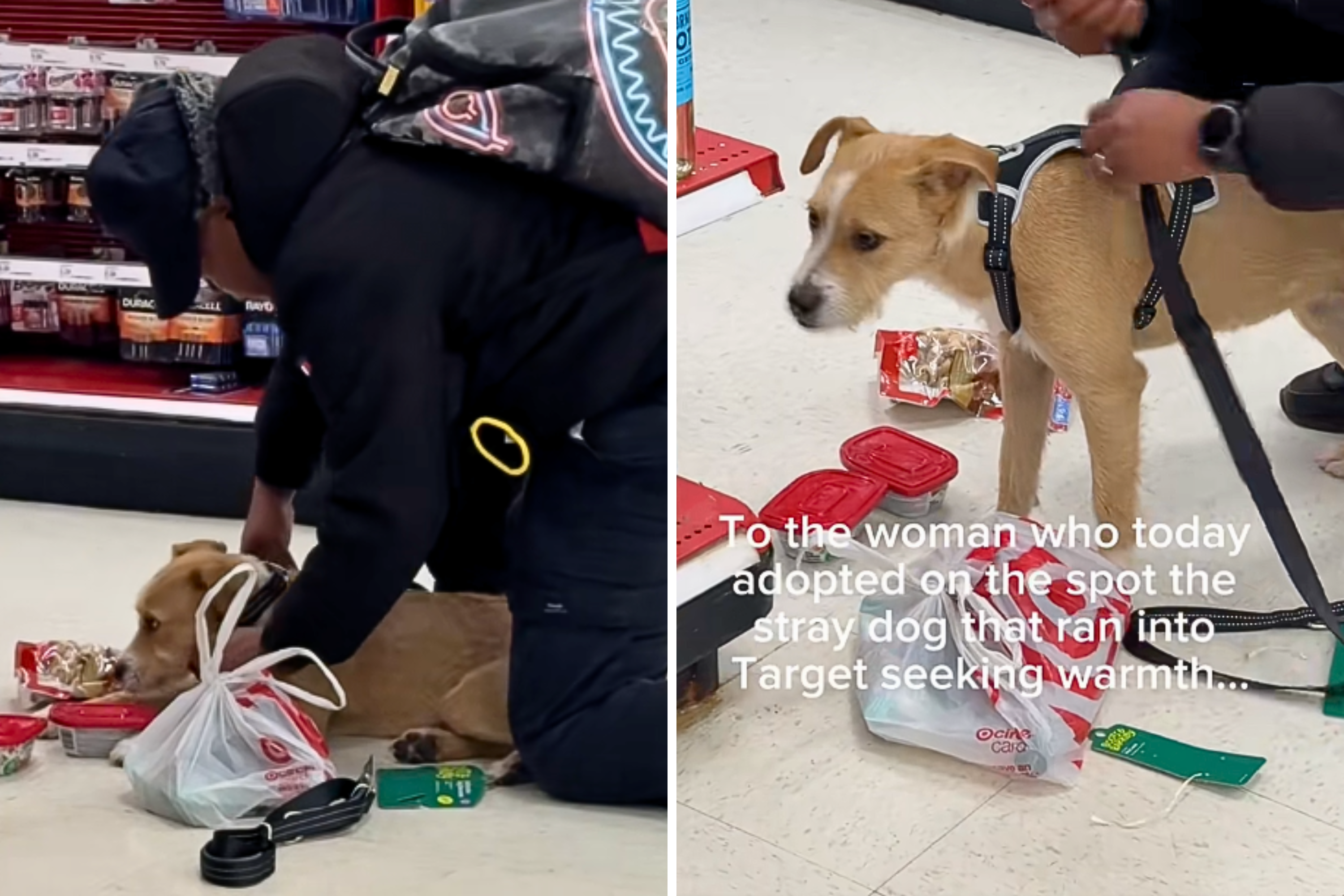 Tears as Stray Dog Runs Into Target—Is ‘Adopted on the Spot'