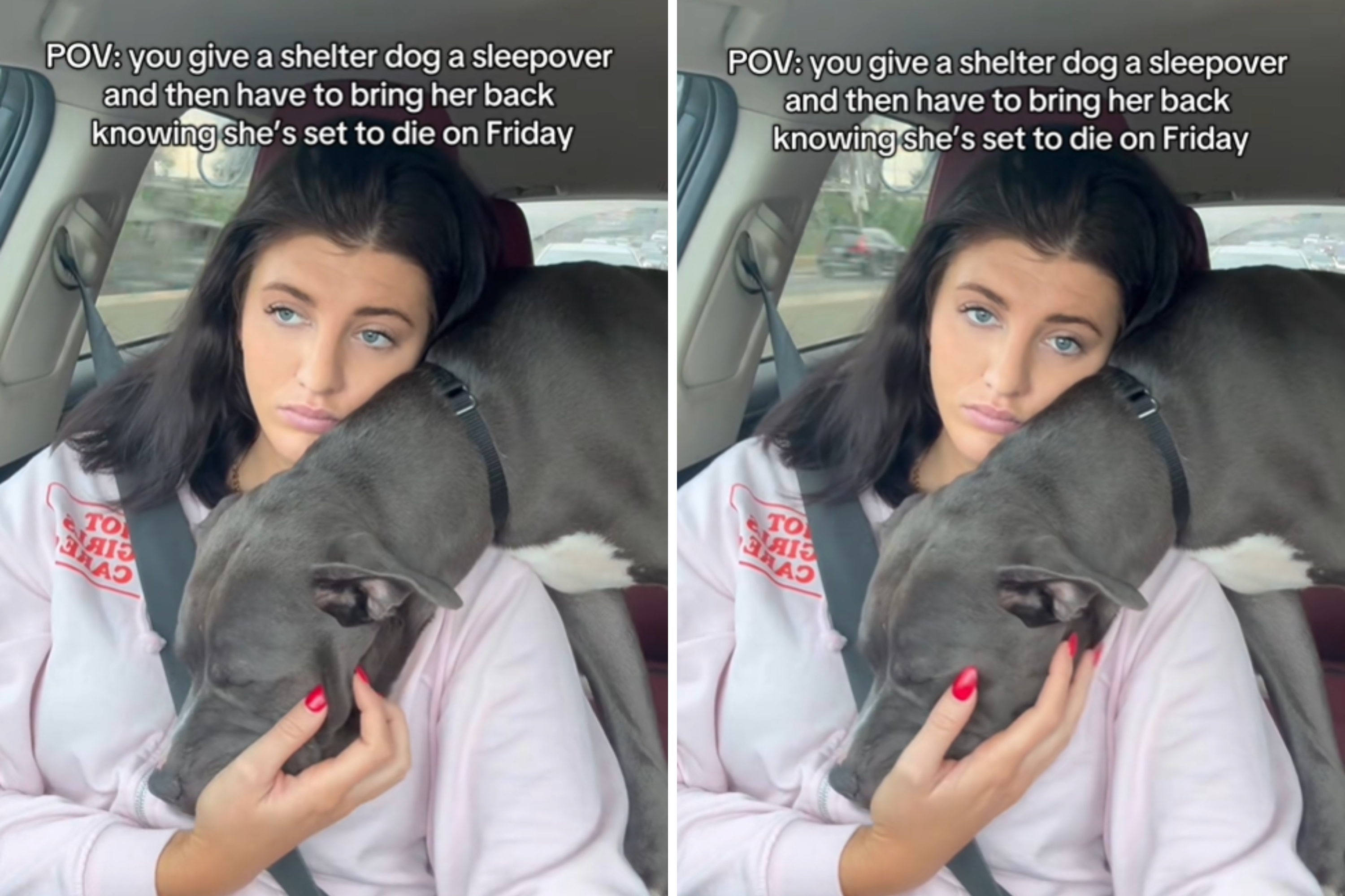 Shelter Dog on Euthanasia List Gets One Last Day Out—It Changes Everything