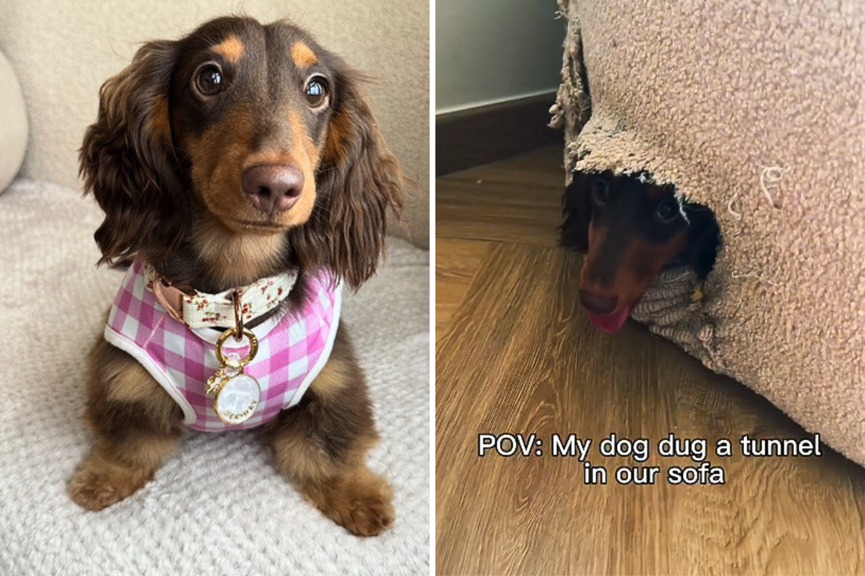 Owner Unprepared for What Dachshund Has Done to Couch When No One’s Looking